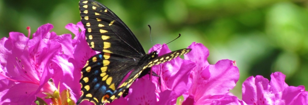 Solar School - Butterfly with flower (Kevin Sasson)